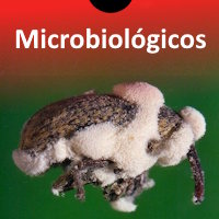 Microbiológicos - Hongos entomopatógenos